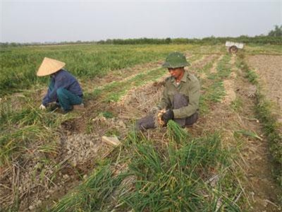 Cây 'vàng' ở Hải Dương, chỉ trồng 1 vụ đông đã 'đẻ' ra 1.000 tỷ