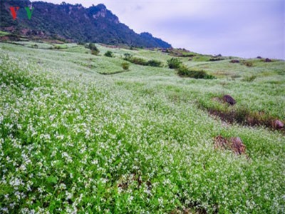 Cao nguyên Mộc Châu tinh khôi những ngày chớm đông