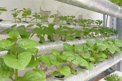 CLIP: Cách làm giàn trồng rau thủy canh tiết kiệm chi phí nhất