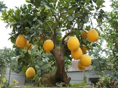 CLIP: Người trồng bưởi cảnh chơi Tết thu tiền tỷ với nỗi vất vả trong khâu chăm sóc