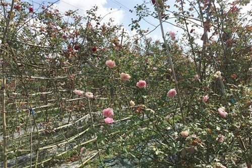 Chàng trai trẻ đổi đời nhờ loài hoa hồng cổ nức tiếng đất Hải Phòng