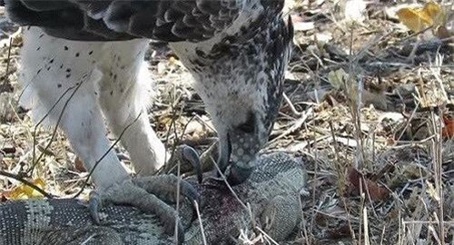 CLIP: &#x110;&#x1EA1;i b&#xE0;ng Martial &#x27;x&#xE9; x&#xE1;c&#x27; th&#x1EB1;n l&#x1EB1;n &#x111;&#xE1; kh&#x1ED5;ng l&#x1ED3;