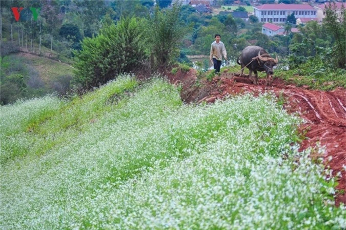 cao nguyen moc chau tinh khoi nhung ngay chom dong hinh 10