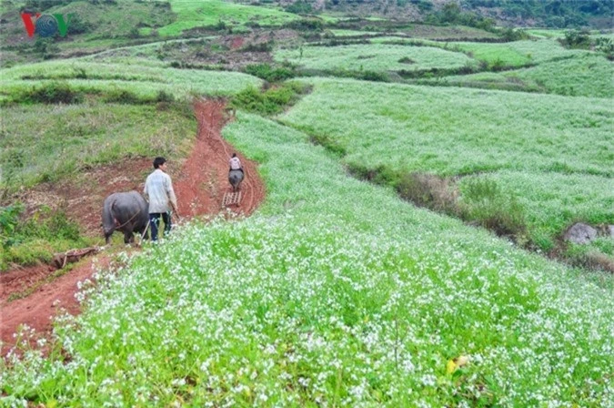 cao nguyen moc chau tinh khoi nhung ngay chom dong hinh 11