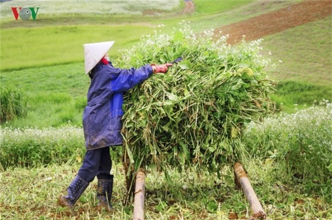 cao nguyen moc chau tinh khoi nhung ngay chom dong hinh 13