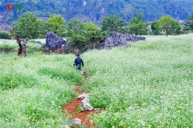 cao nguyen moc chau tinh khoi nhung ngay chom dong hinh 5