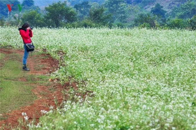 cao nguyen moc chau tinh khoi nhung ngay chom dong hinh 6