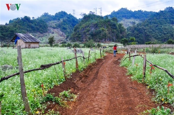 cao nguyen moc chau tinh khoi nhung ngay chom dong hinh 7