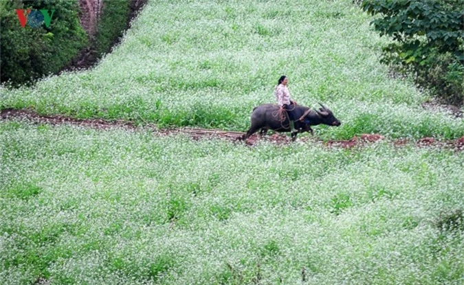 cao nguyen moc chau tinh khoi nhung ngay chom dong hinh 9