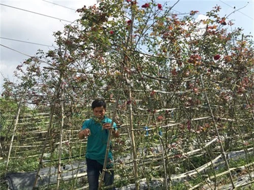 trai tre doi doi nho loai hoa hong co nuc tieng dat hai phong hinh anh 1