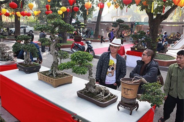 Ngam dan cay bonsai “nho ma co vo” tien ty o Ha Noi