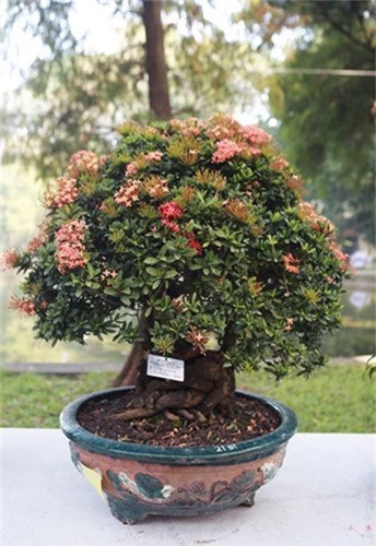 Ngam dan cay bonsai “nho ma co vo” tien ty o Ha Noi-Hinh-10