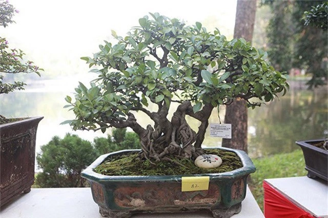 Ngam dan cay bonsai “nho ma co vo” tien ty o Ha Noi-Hinh-11