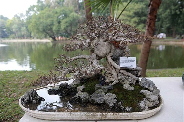 Ngam dan cay bonsai “nho ma co vo” tien ty o Ha Noi-Hinh-12