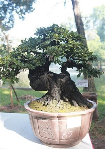 Ngam dan cay bonsai “nho ma co vo” tien ty o Ha Noi-Hinh-13