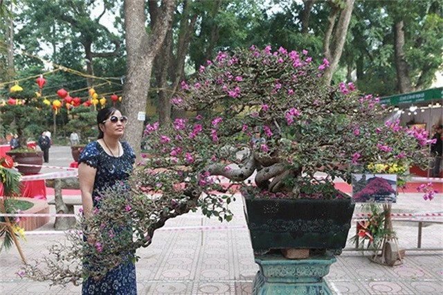 Ngam dan cay bonsai “nho ma co vo” tien ty o Ha Noi-Hinh-14