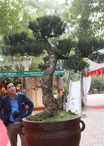 Ngam dan cay bonsai “nho ma co vo” tien ty o Ha Noi-Hinh-15