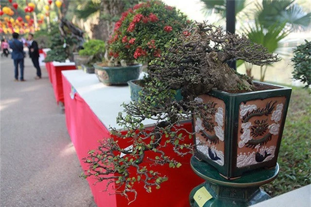 Ngam dan cay bonsai “nho ma co vo” tien ty o Ha Noi-Hinh-2