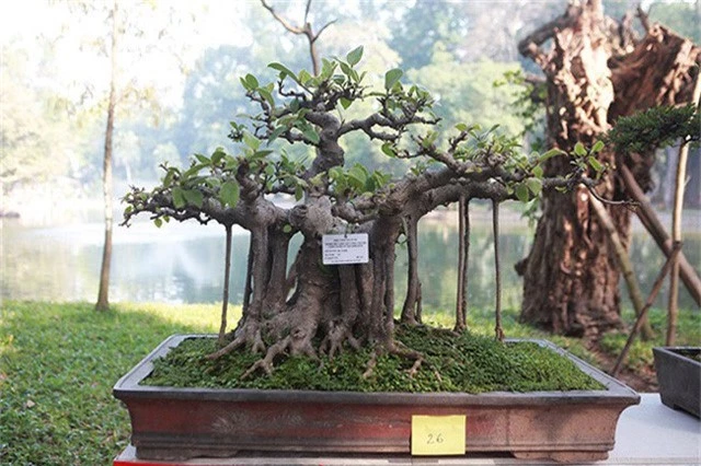Ngam dan cay bonsai “nho ma co vo” tien ty o Ha Noi-Hinh-3