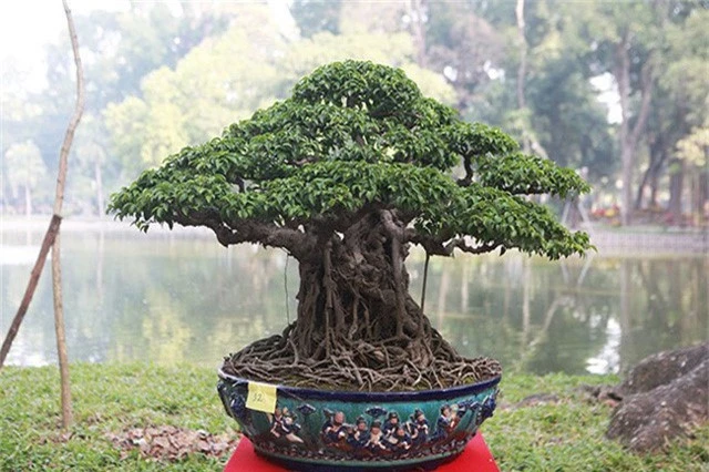 Ngam dan cay bonsai “nho ma co vo” tien ty o Ha Noi-Hinh-5