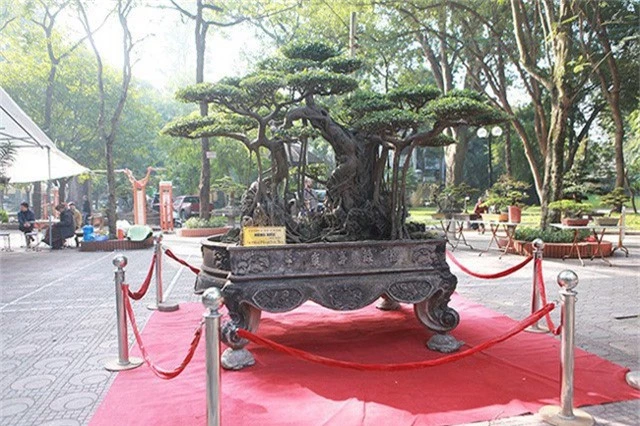 Ngam dan cay bonsai “nho ma co vo” tien ty o Ha Noi-Hinh-6