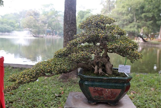 Ngam dan cay bonsai “nho ma co vo” tien ty o Ha Noi-Hinh-7