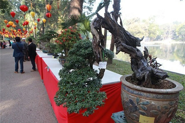 Ngam dan cay bonsai “nho ma co vo” tien ty o Ha Noi-Hinh-8