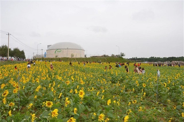 Cánh đồng hoa hướng dương tại xã Lý Trạch, huyện Bố Trạch, Quảng Bình.