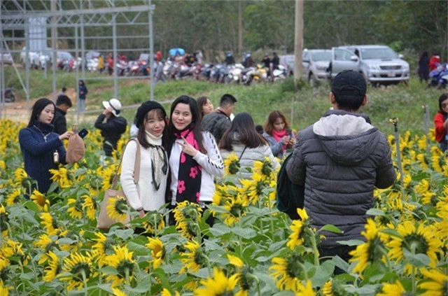 Giới trẻ thỏa thích check in trên cánh đồng hoa hướng dương.