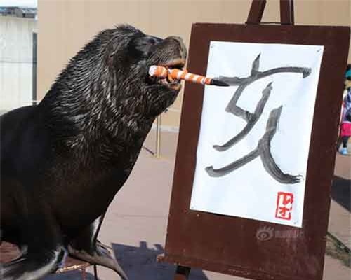 Sư tử biển viết thư pháp mừng năm Kỷ Hợi 2019