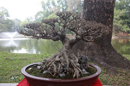 Ngắm dàn cây bonsai “nhỏ mà có võ” tiền tỷ ở Hà Nội