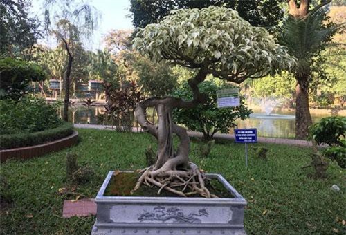 Cây sanh “bạch tạng” tạo dáng hình đô la siêu độc