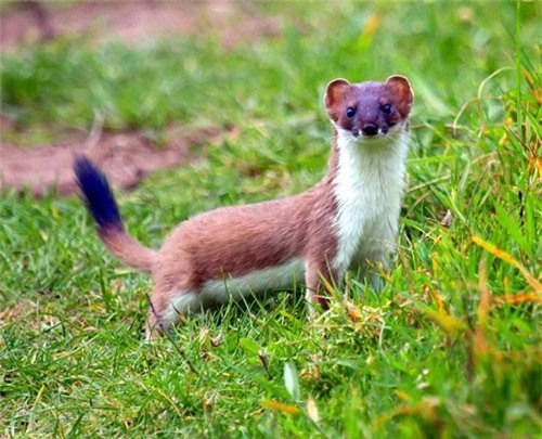 CLIP: Những 'tuyệt kỹ' săn mồi của động vật ít ai ngờ tới