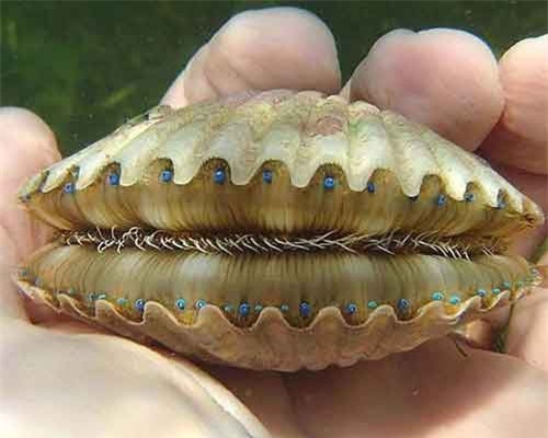 Những khoảnh khắc kỳ quái trong tự nhiên khiến bạn 'rùng mình'