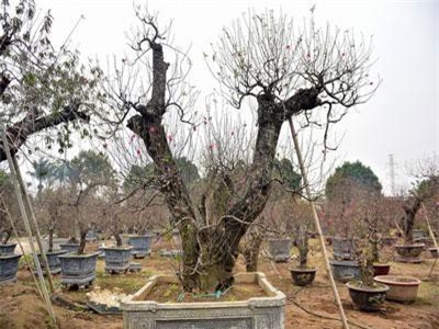 Đào cổ thụ Tết khủng giá trăm triệu bung hàng chờ đại gia