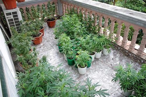 Hà Nội: Tự trồng cần sa, rao bán trên mạng xã hội