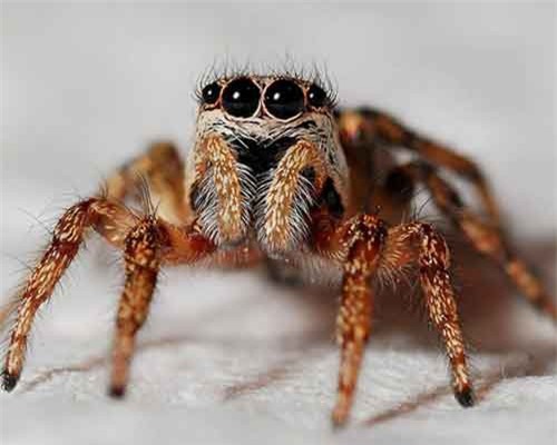 Tưởng là có vụ án mạng, cảnh sát huy động lực lượng đến nhưng nào ngờ…