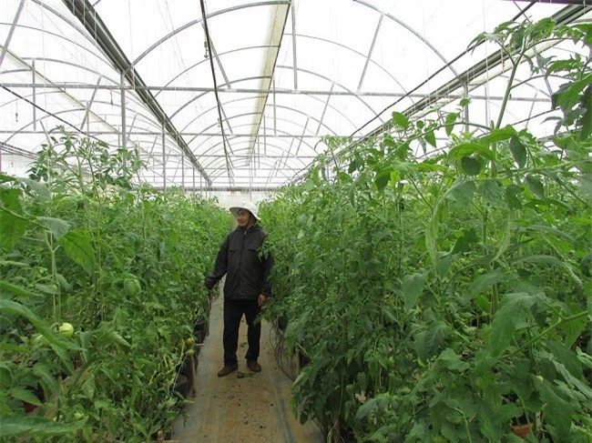 Nông nghiệp công nghệ cao là lĩnh vực Lâm Đồng đang khuyến khích, kêu gọi đầu tư