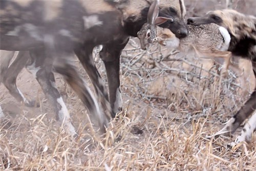 CLIP: Rợn người trước cảnh chó hoang châu Phi ‘đại chiến’ chia mồi