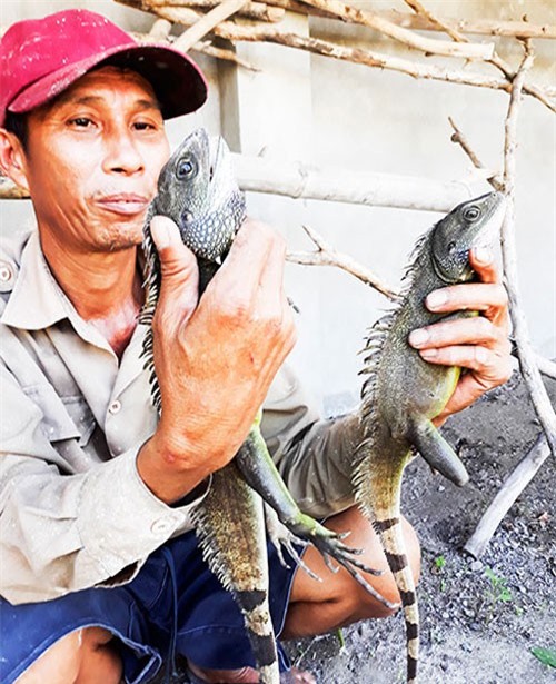 Nuôi loài "khủng long mi ni" thích ăn bầu bí, bán 300.000 đồng/ký