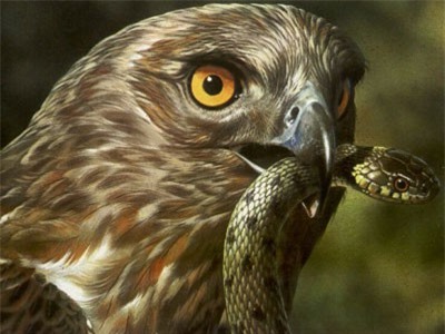 CLIP: Hổ mang cực độc 'tử chiến' trước đại bàng chân ngắn