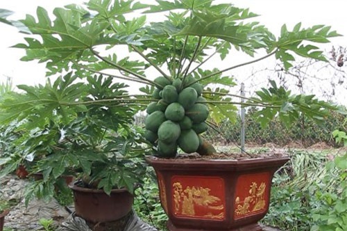 CLIP: Tận thấy đu đủ bonsai chơi Tết, giá hơn chục triệu đồng