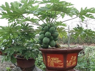 CLIP: Tận thấy đu đủ bonsai chơi Tết, giá hơn chục triệu đồng