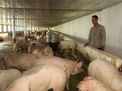 Xây 'biệt phủ', sắm xe hơi tiền tỷ nhờ nuôi lợn trong chuồng lạnh