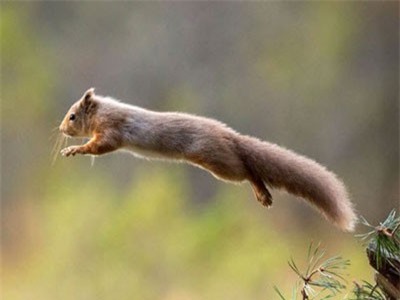 CLIP: Sóc thoát chết ngoạn mục khỏi nanh vuốt diều hâu nhờ cú nhảy liều mạng