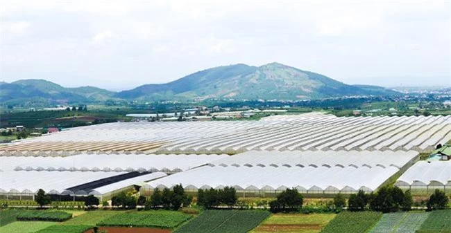 Lâm Đồng đang dẫn đầu cả nước về nông nghiệp ứng dụng công nghệ cao