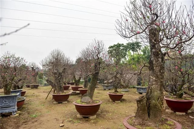  Giá trị của cây ở vườn anh Hải dao động từ 5 triệu tới 120 triệu đồng. Có những cây siêu độc có giá có giá cao hơn so với mặt bằng chung. 