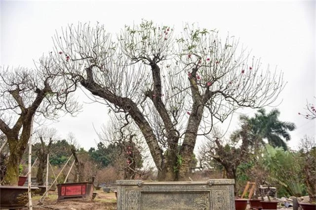  Ngoài ra, những gốc đào này cũng được chủ vườn ra giá cho thuê trên dưới một trăm triệu đồng. 