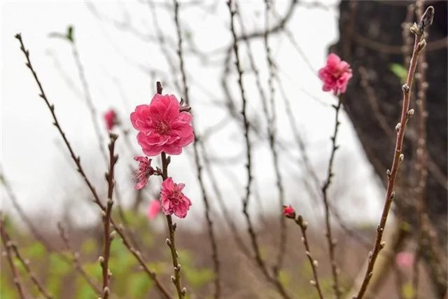 Đào Nhật Tân nổi tiếng gần xa bởi hoa có màu đỏ thẫm, cánh to trông rất đẹp.