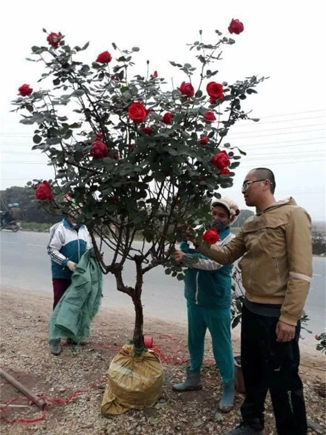 nhung goc hoa hong co sieu dat do cua dai gia viet hinh anh 14